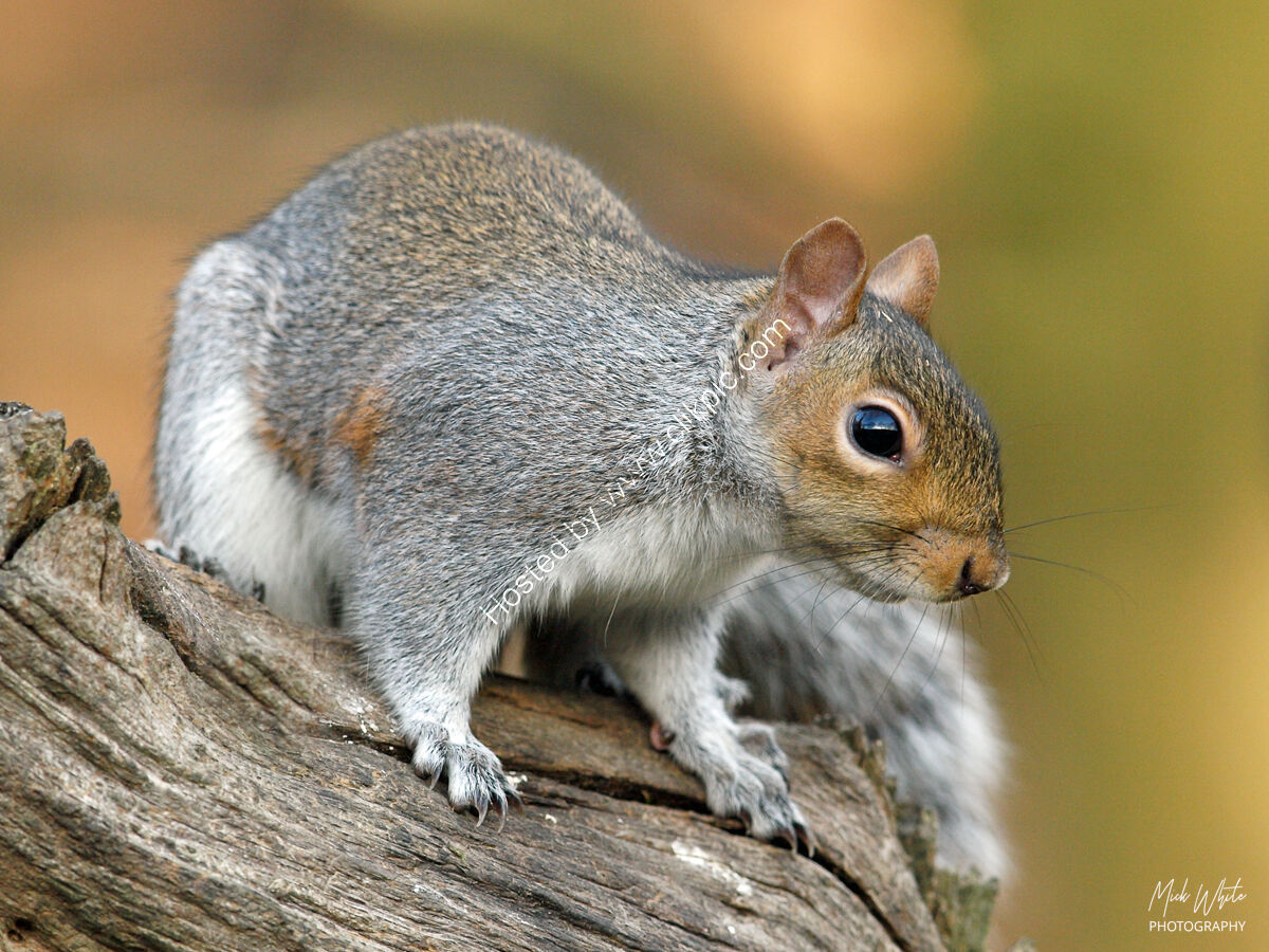 Grey Squirrel