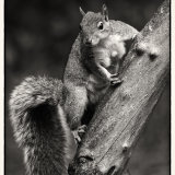 Grey Squirrel