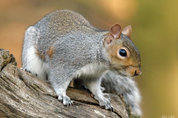 Grey Squirrel