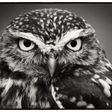 Little Owl