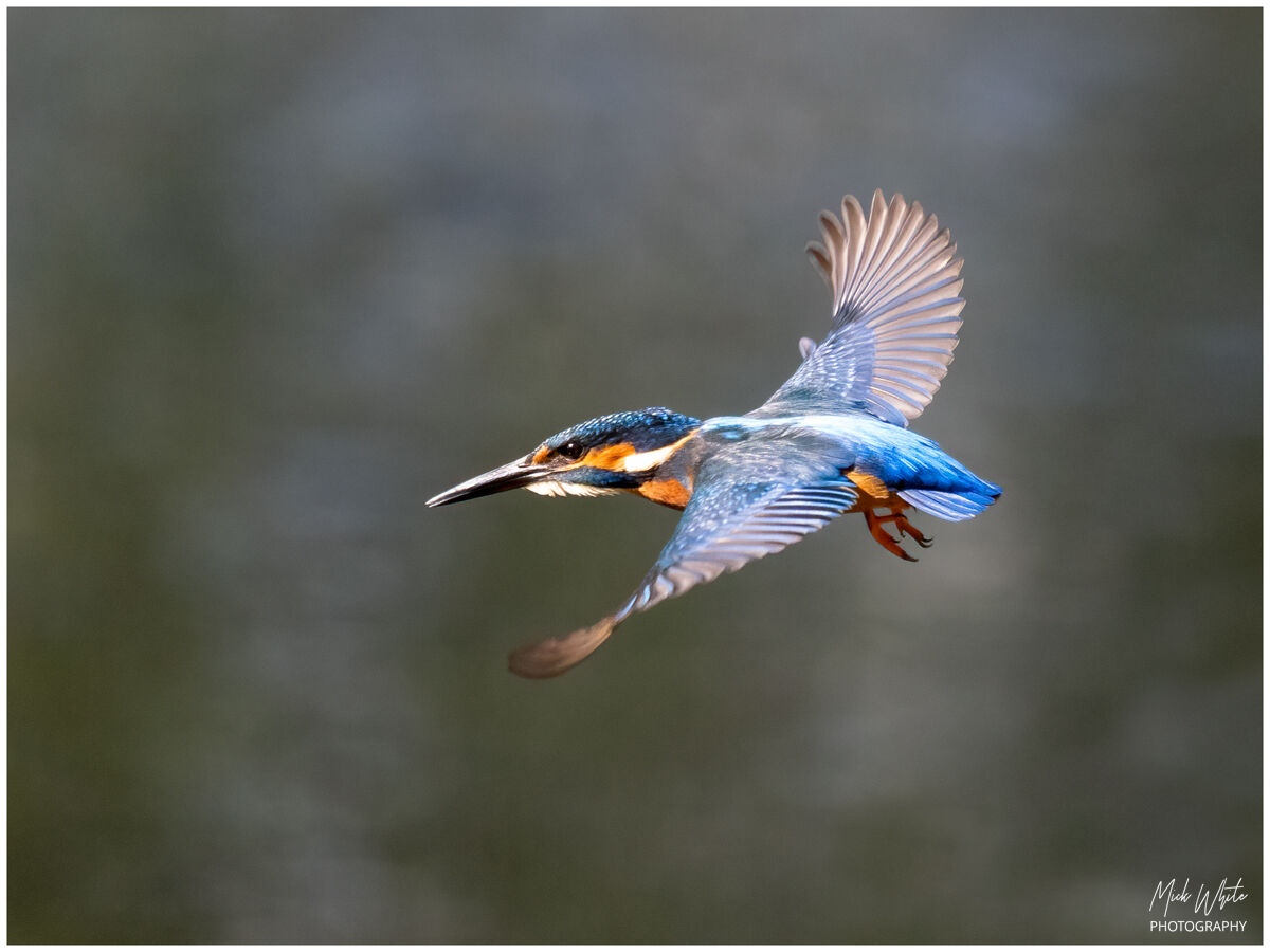 Male Kingfisher
