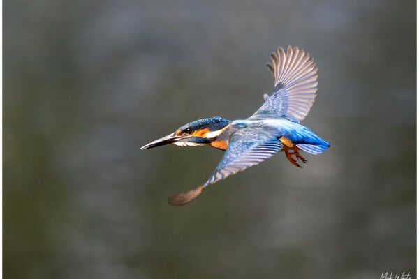 Male Kingfisher