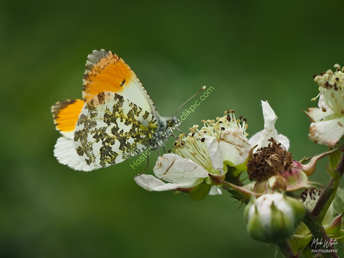 Orange Tip (Anthocharis cardamines)