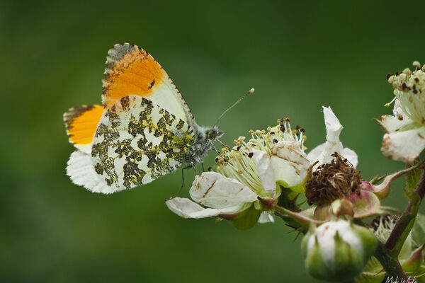 Orange Tip (Anthocharis cardamines)