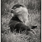 Otter (Lutra lutra)