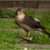 Sparrowhawk