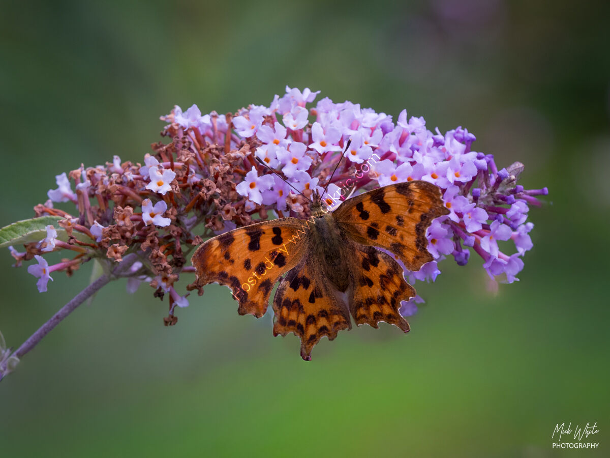 Comma ( Polygonia c-album)