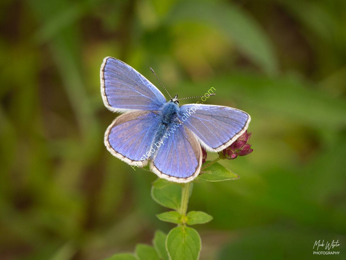 Common Blue (Polyommatus icarus)