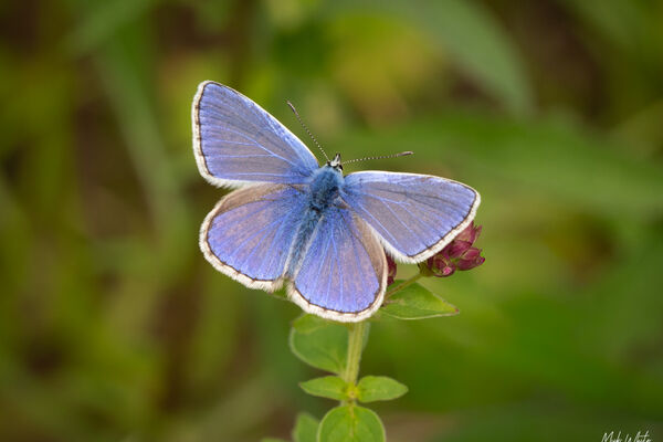 Common Blue (Polyommatus icarus)