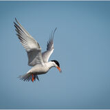 Common Tern