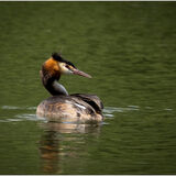 Great crested Grebe