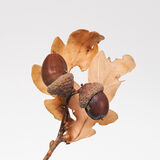 Autumn Acorns