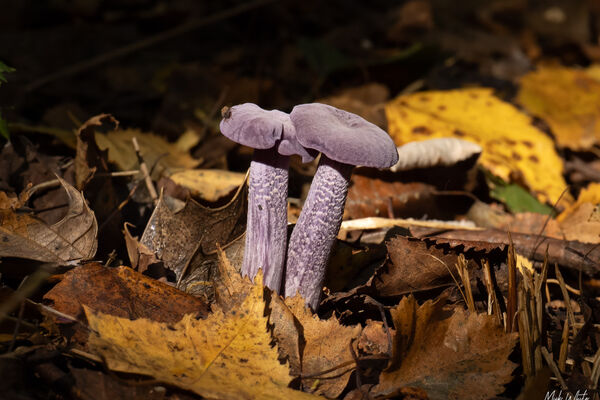 Amethyst Deceiver (Laccaria amethystina)