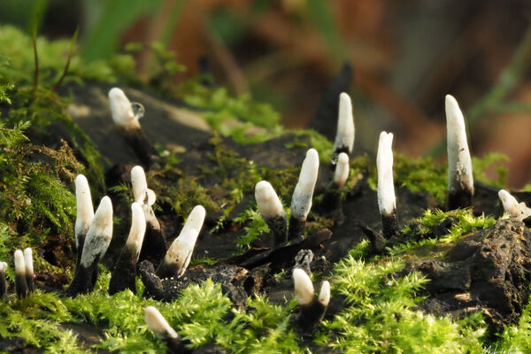 Candlesnuff fungus