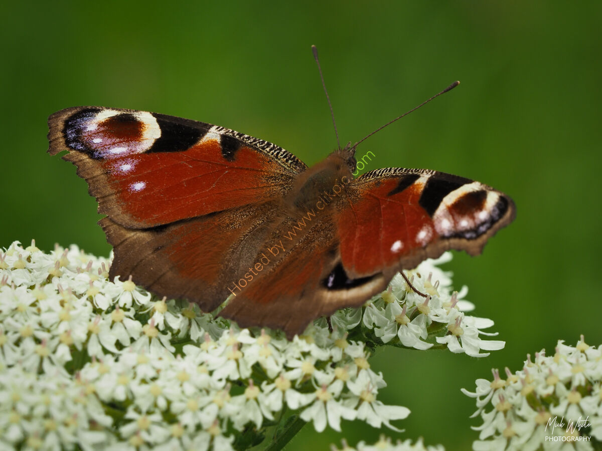Peacock (Inachis io)