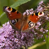 Peacock Butterfly