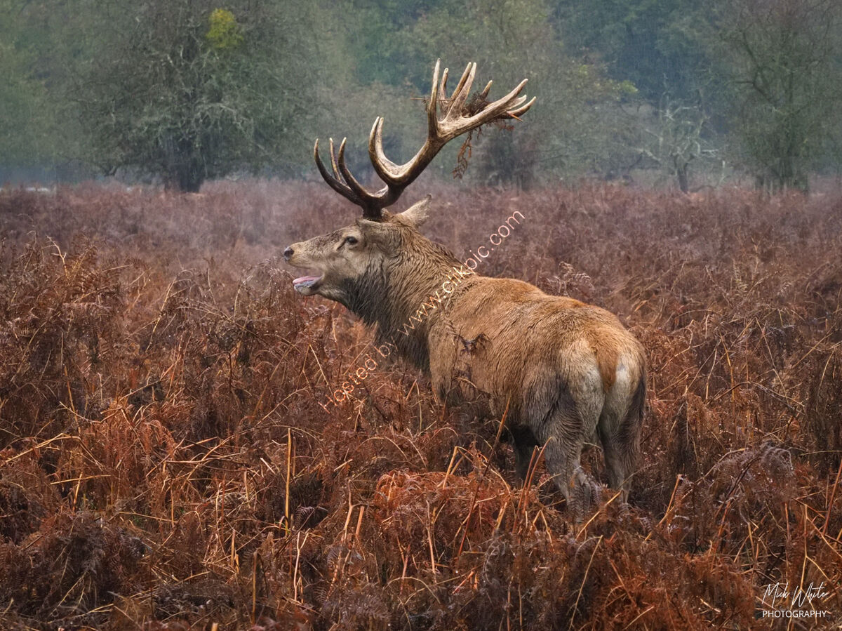 Red Deer Stag