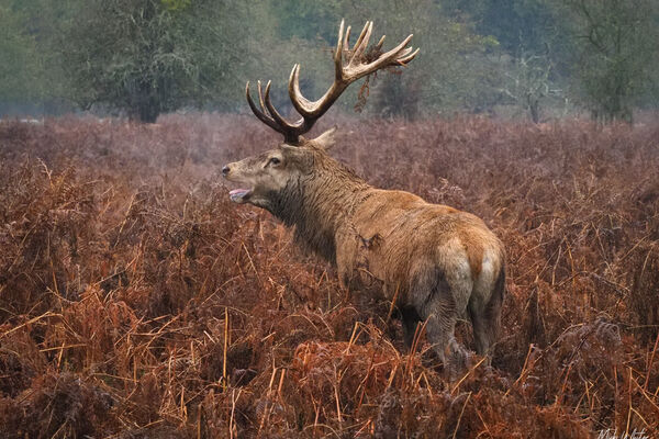 Red Deer Stag