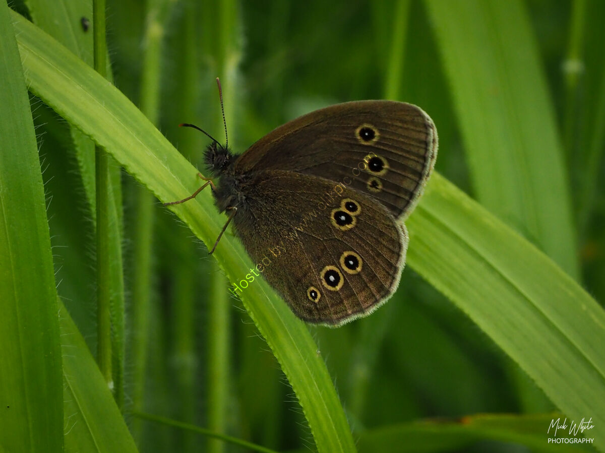 Ringlet