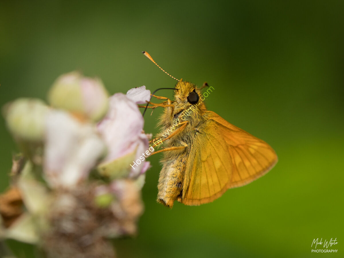 Small Skipper