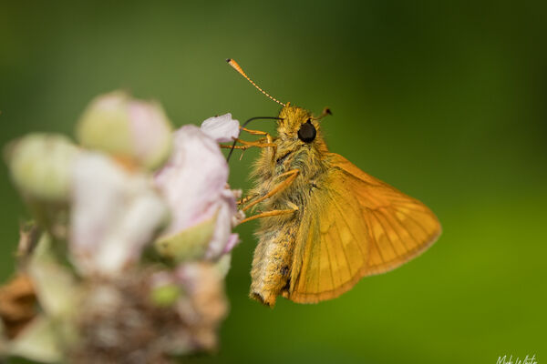 Small Skipper