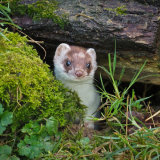 Stoat