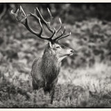 The Monarch Of Richmond