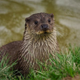 Eurasion Otter