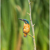Kingfisher