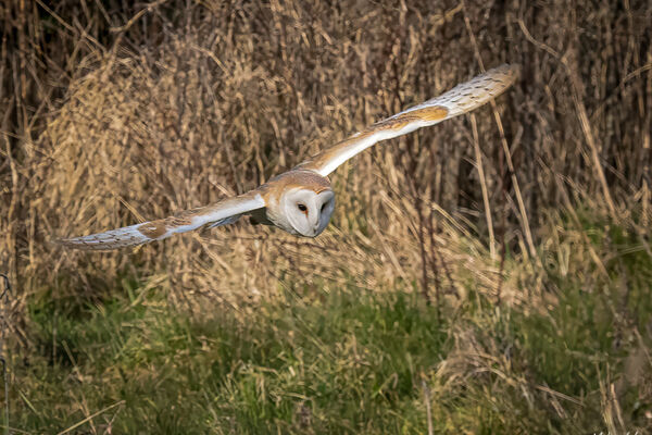 Barn Owl