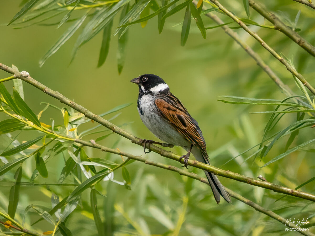 Reed Bunting