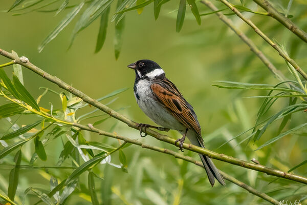 Reed Bunting