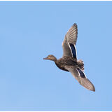 Female Mallard