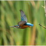 Kingfisher 2