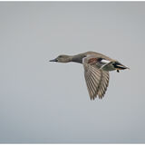 Male Gadwall
