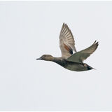 Male Gadwall