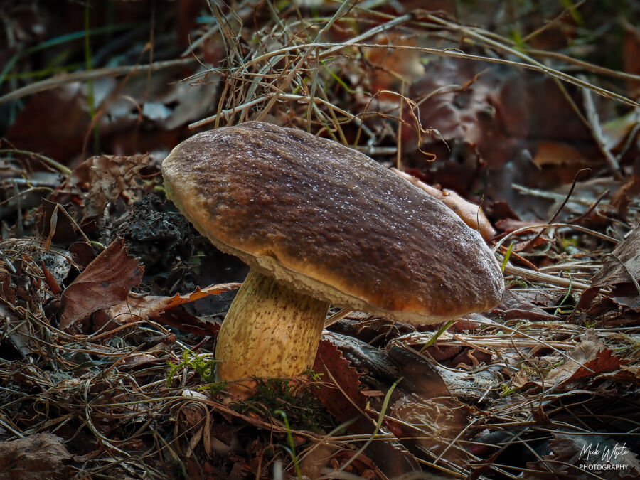 Penny Bun (Cep)