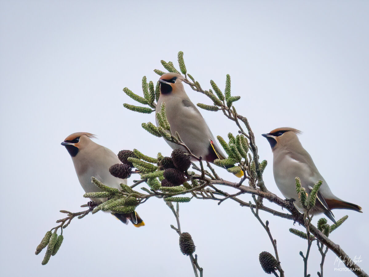 Waxwings