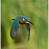 Kingfisher