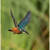 Kingfisher