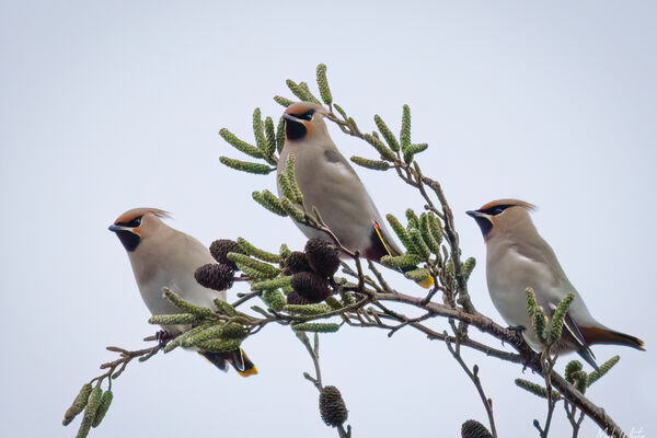 Waxwings
