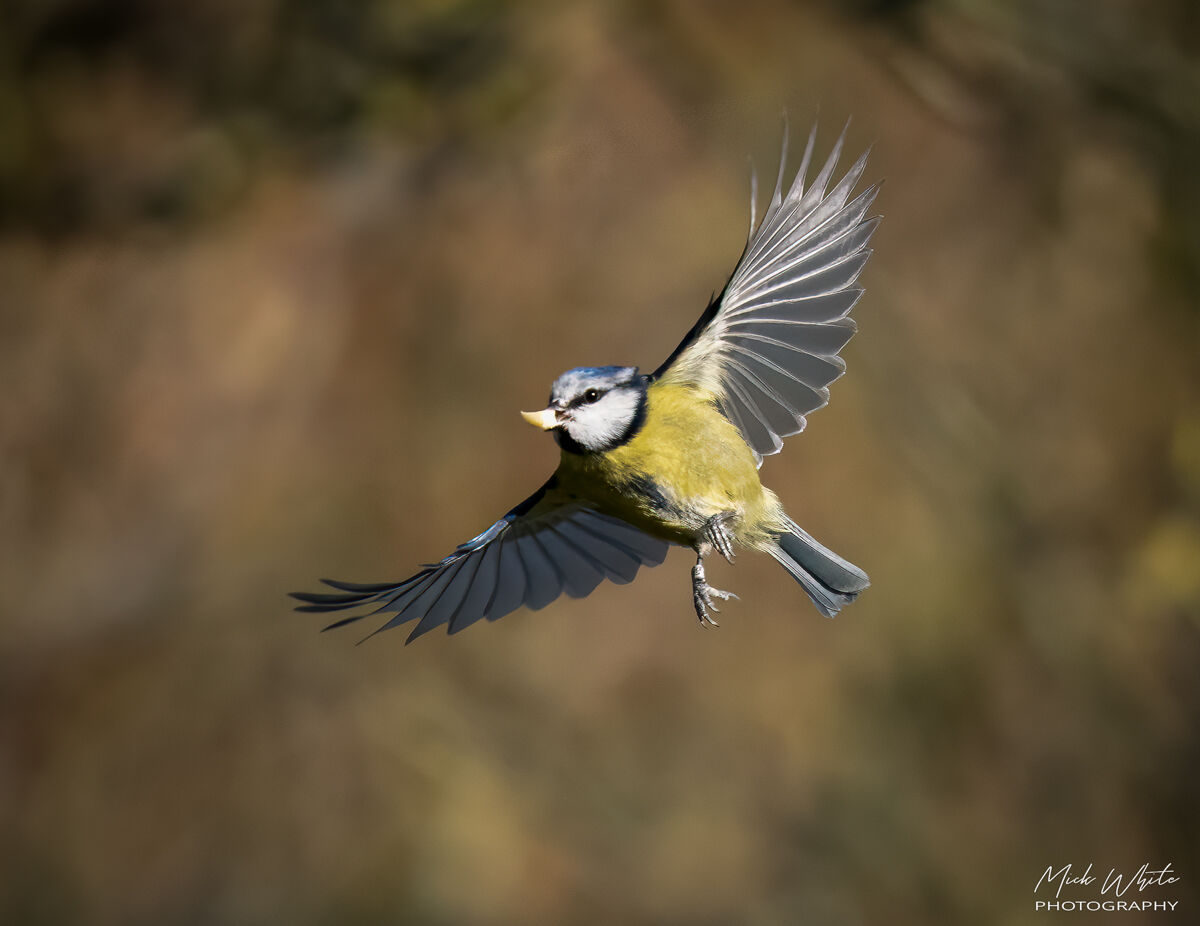 Blue Tit
