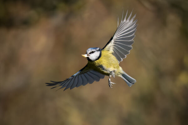Blue Tit