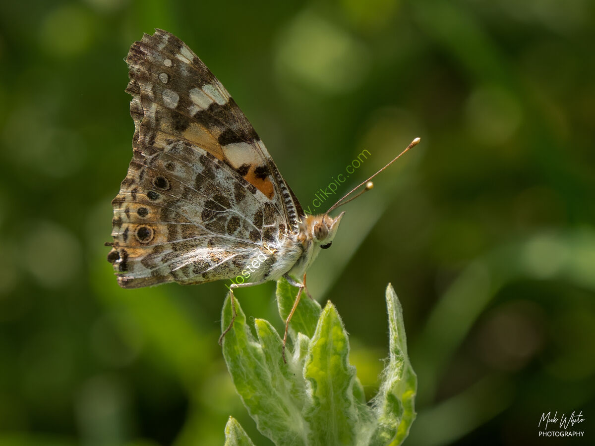 Painted Lady