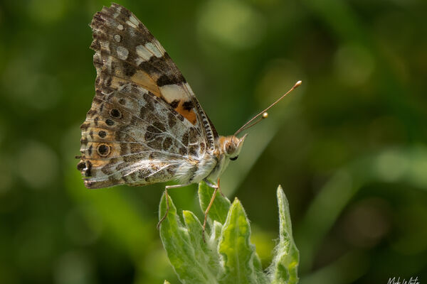Painted Lady