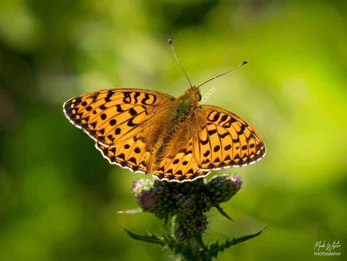 Dark Green Fritillary (Argynnis agiaja)
