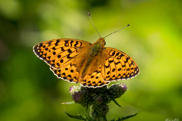 Dark Green Fritillary (Argynnis agiaja)