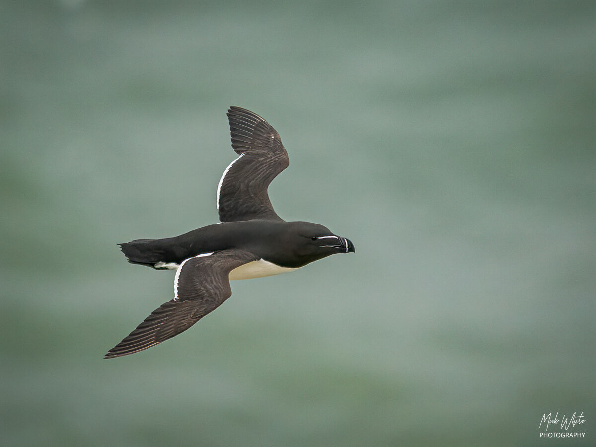 Razorbill