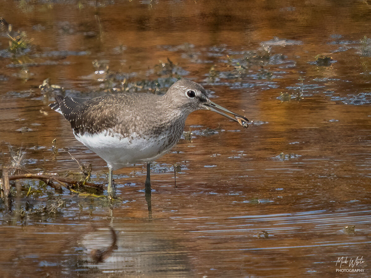 Green Sandpiper