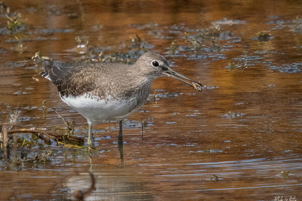 Green Sandpiper